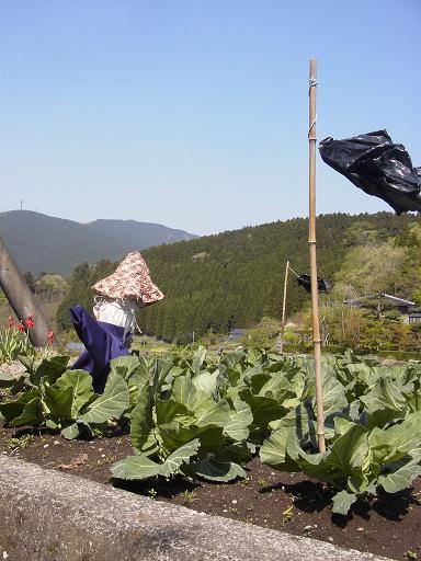 案山子