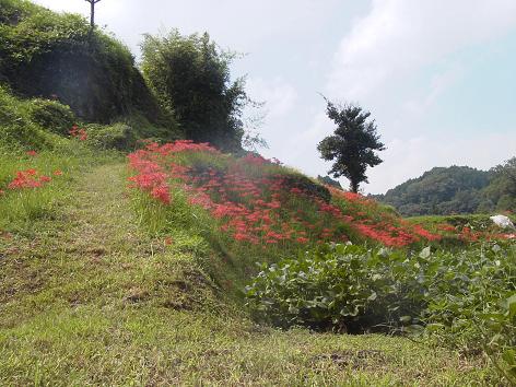 彼岸花