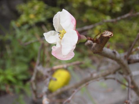 ボケの実と花！？