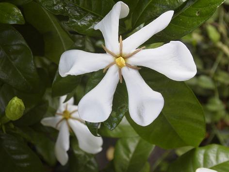 クチナシの花