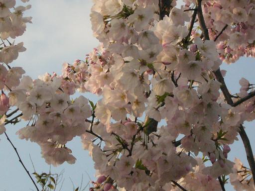 桜３.JPG