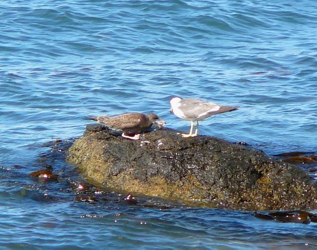 かわいい～ヒナ