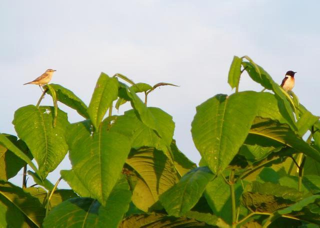 初登場、ｼﾏｾﾝﾆｭｳ