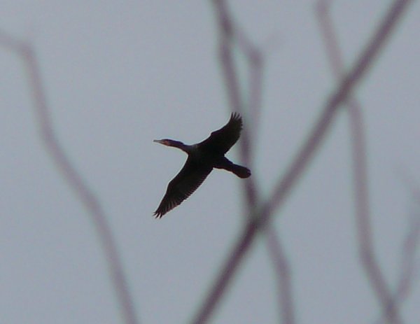 うだうただかんだうのだ