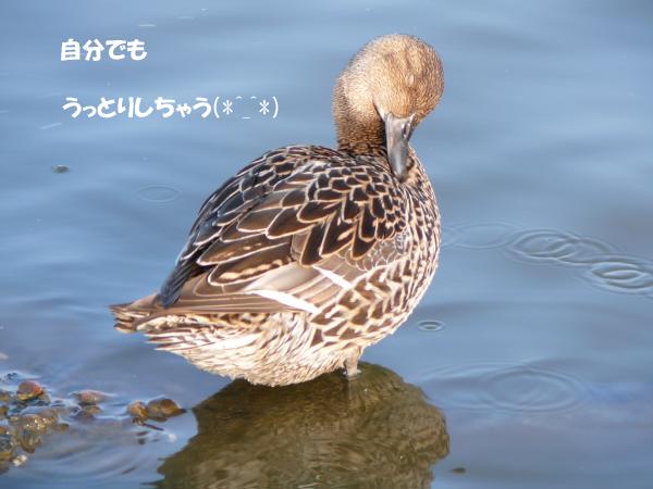 うっとりうっ鳥