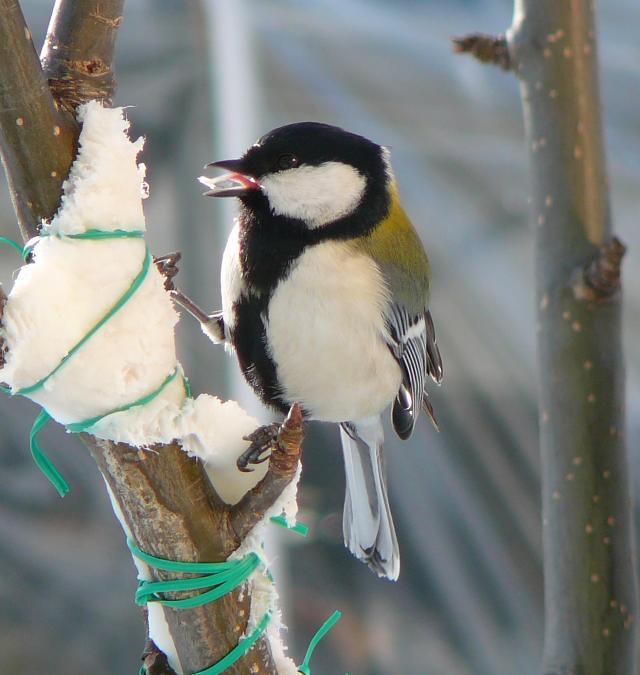 ふぇっつふぇっつ