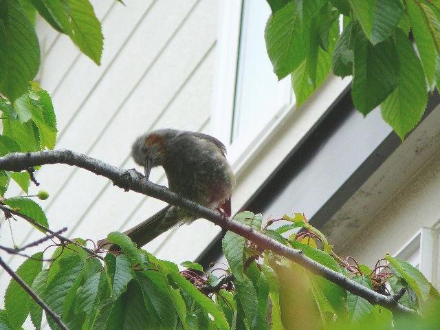 こんこん～♪突付いてもなんも居ないよ(^_^)