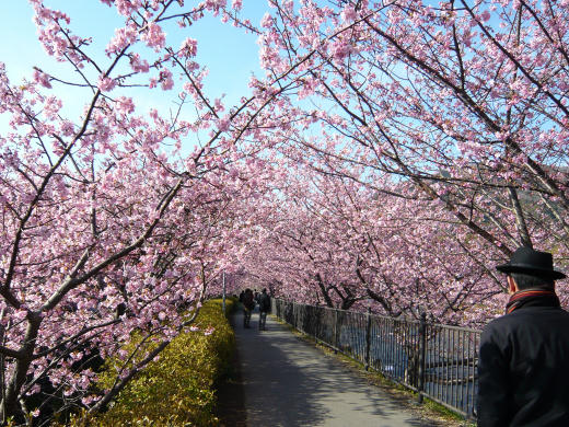 河津桜のトンネル