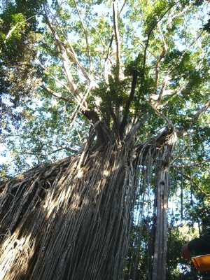 Curtain Fig Tree