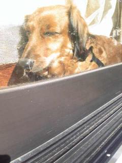 ななこはん、寝てしまう。