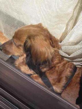 ななこはん、くつろぎすぎ。