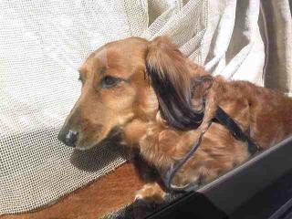 ななこはん、あったかい。