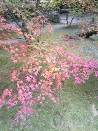 竹林寺の紅葉。