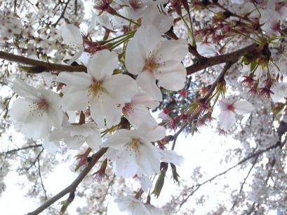 琴平の桜
