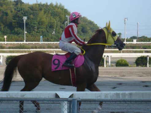 馬と騎手の関係