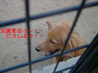 ドッグラン6