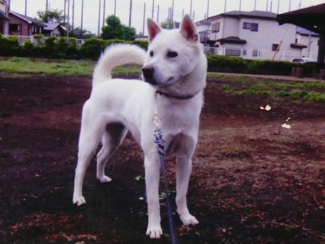 紀州犬 里親情報 紀州犬 毛白 メス 3歳 無料 直ぐ渡せます 計量計測データバンク とその情報 楽天ブログ