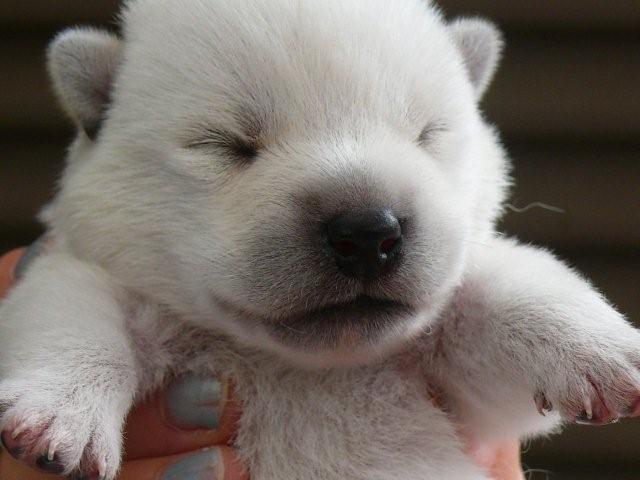紀州犬の子犬 白 オス 09年７月23日生れ ａ その４ 血統書込み 10万円 お渡しは8月末ころ 計量計測データバンク とその情報 楽天ブログ