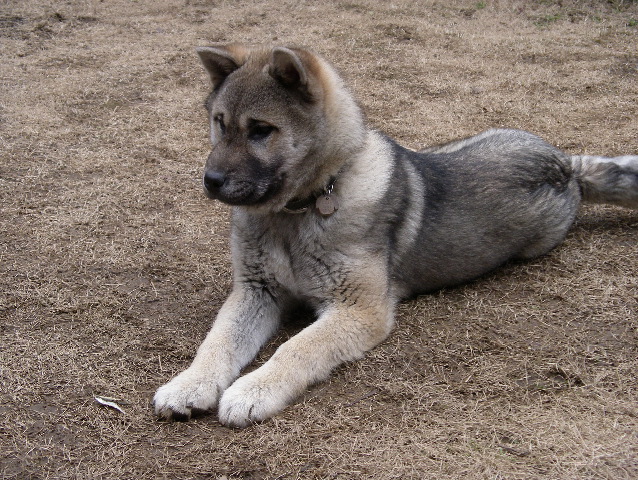 紀州犬の子犬 有色 胡麻毛 オス この子犬は飼い主が決まりました ご希望の方や予約して下さい 計量計測データバンク とその情報 楽天ブログ