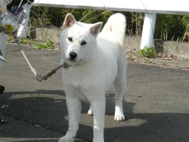 紀州犬 里親情報 紀州犬 白 メス 生後８カ月 まだ子犬です 血統書つき 飼い主が決まりました 計量計測データバンク とその情報 楽天ブログ