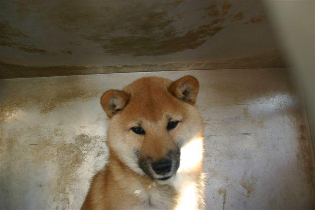 柴犬の子犬譲ります 豆柴風の柴犬 オス 赤毛 血統書込み 引き渡し済みました 計量計測データバンク とその情報 楽天ブログ