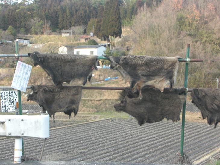 干しイノシシ２.JPG