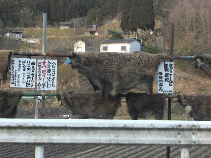 干しイノシシ４.JPG
