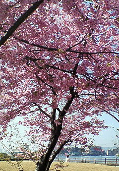 舘山寺桜　1