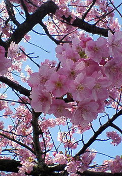 舘山寺桜　2