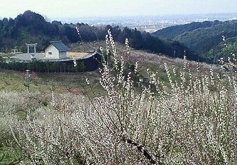 豊岡梅園　2