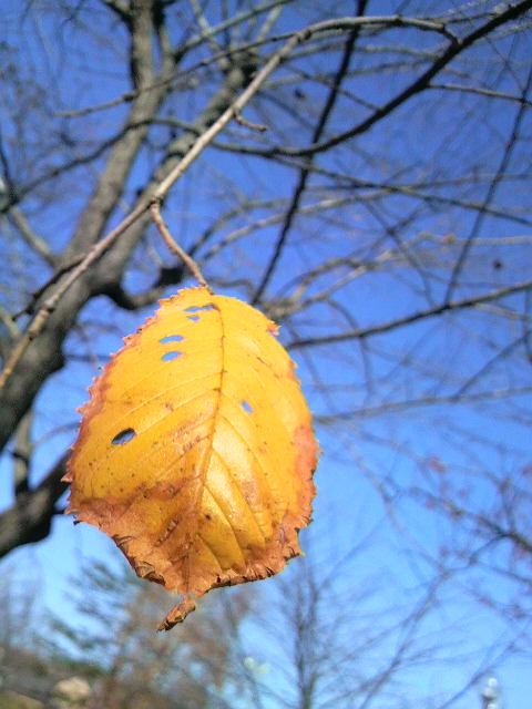 The Last Leaf.jpg