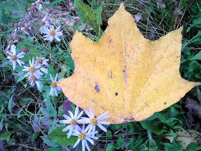 fallen leaf