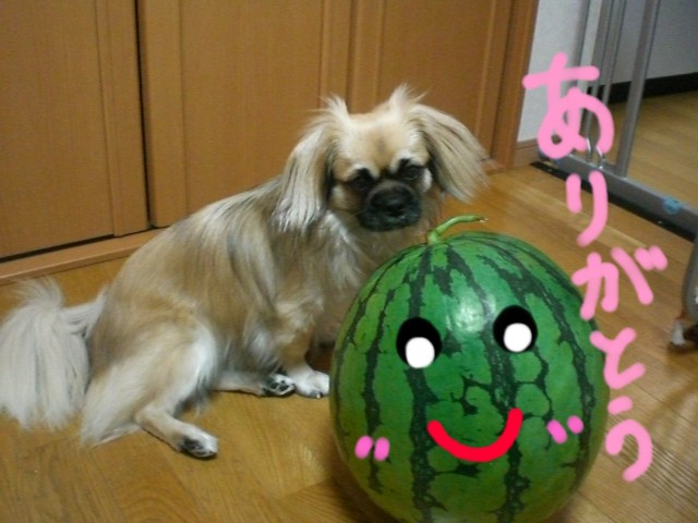 すいかありがとう！.jpg