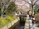 hanami2008-04.jpg