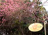 hanami2008-05.jpg