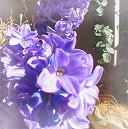 hyacinth03.jpg