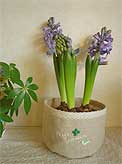 hyacinth02.jpg