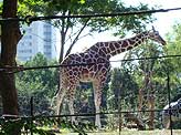 tennouji-zoo08.jpg