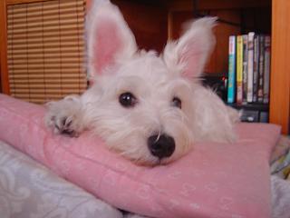 ゆきがぶ