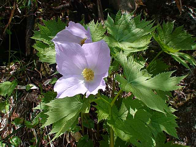sinaneaDsc02658.jpg