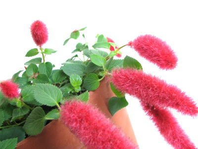 くすぐったい草