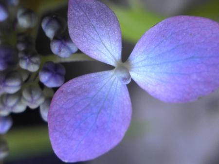 紅風車macro.jpg