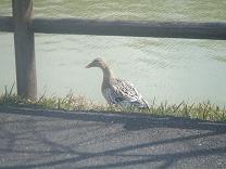 アヒル？カモ？