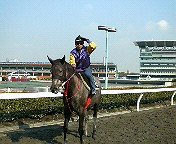 スパイシークィーン