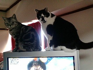 小鉄とアントニオ