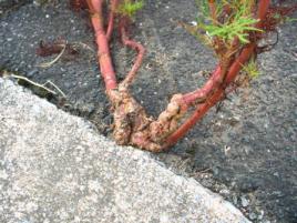 ど根性コスモス2s