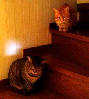 逃げられた・・・