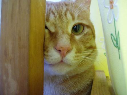 ボクはみてしまった・・・