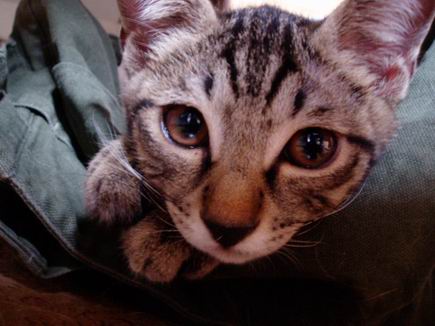 ダヤンあっぷっ！