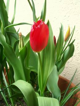 チューリップ♪